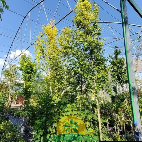 Acer campestre 'Lienco' (Stebrasti poljski javor, maklen)