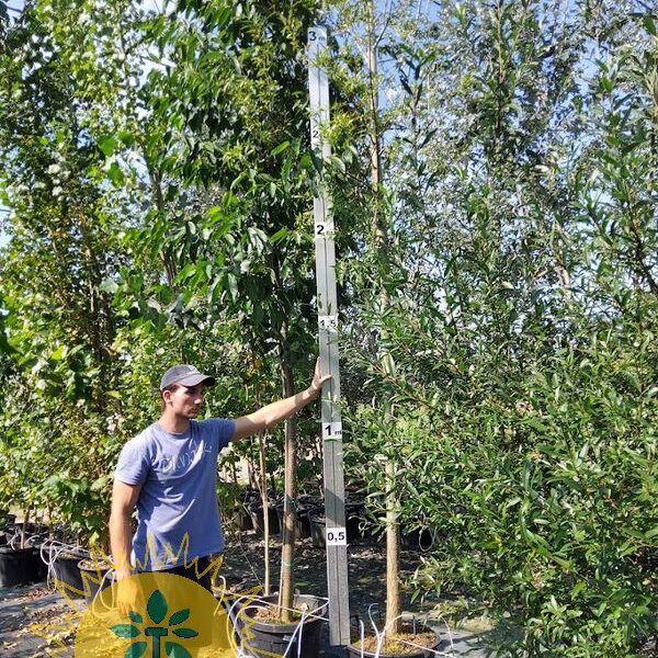 Salix alba 'Liempde' (Bela Vrba)