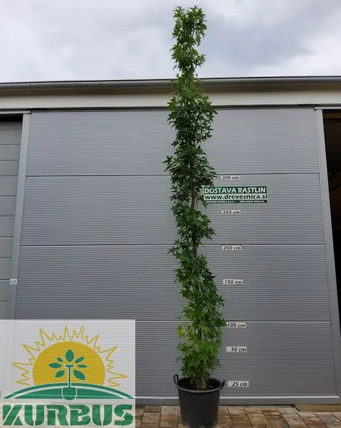 Liquidambar styraciflua 'Slender Silhouette' (Stebrasti ambrovec)