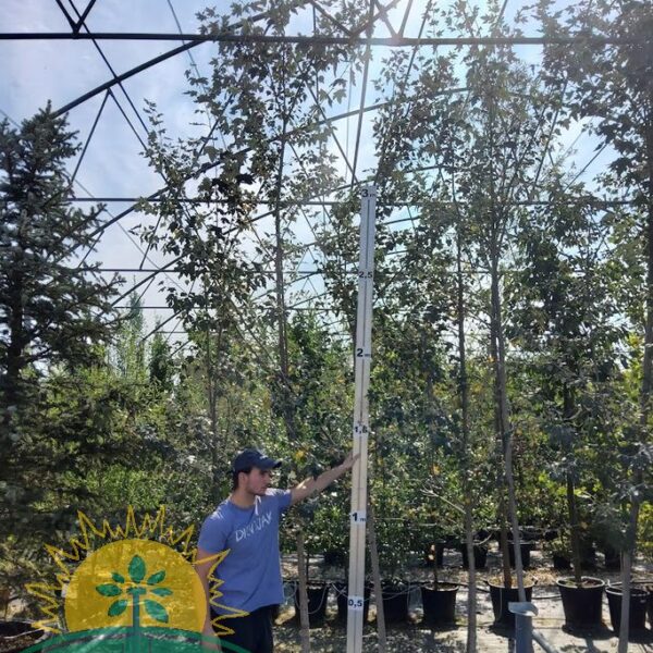 Populus alba 'Nivea' (Beli topol)