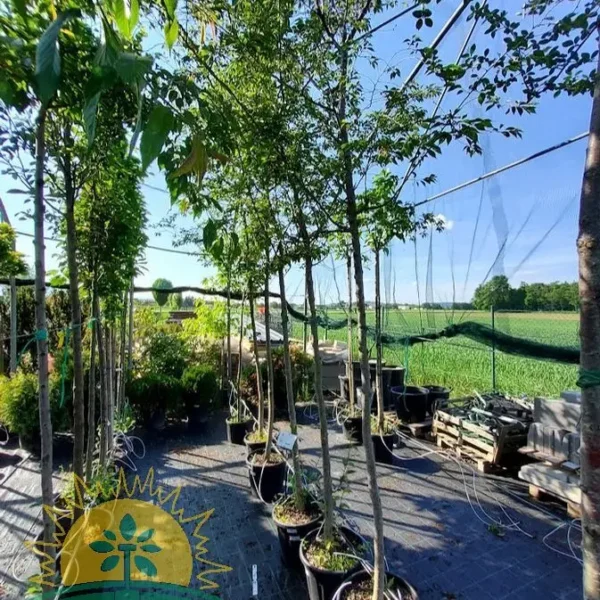 Prunus incisa 'Kojou-no-mai' (Okrasna češnja)