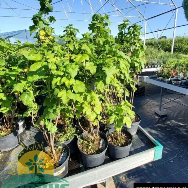 Ribes nigrum 'Welilington' (Črni ribez)