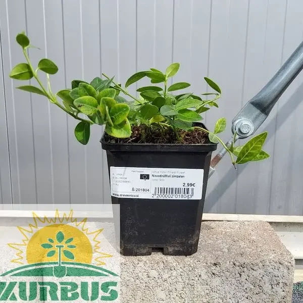 Vinca minor `Flower Power` (Navadni zimzelen/Mali zimzelen)