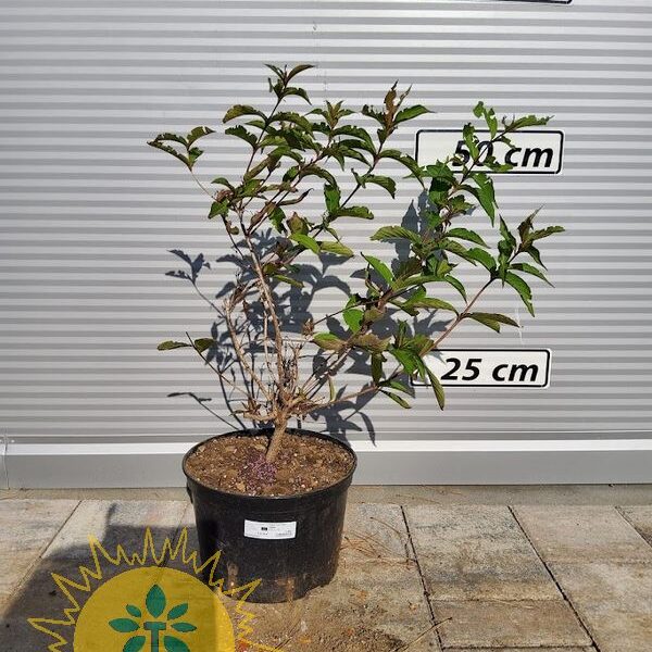 Weigela florida 'Tango' (Vajgelija)