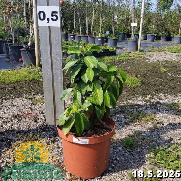 Prunus laurocerasus 'Rotundifolia' (Lovorikovec)