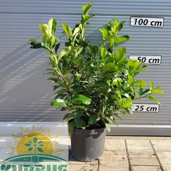 Prunus laurocerasus 'Novita' (Lovorikovec)