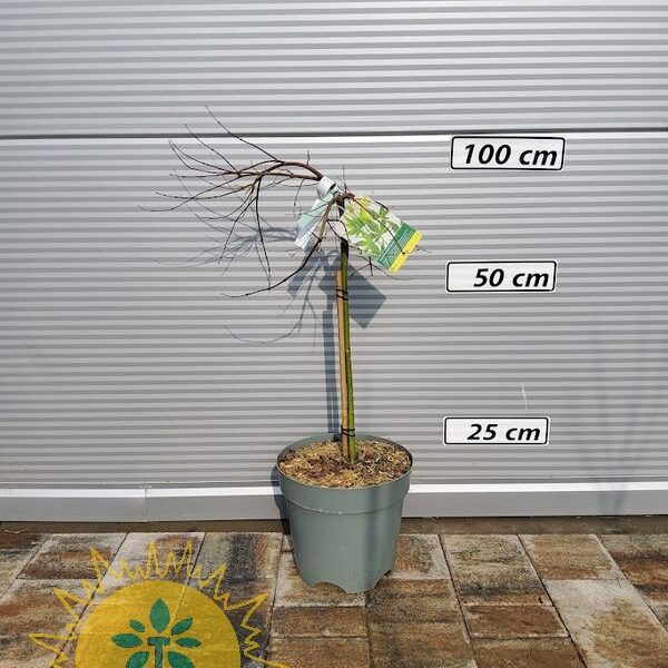 Acer palmatum 'Ryusen' (Pahljačasti javor)