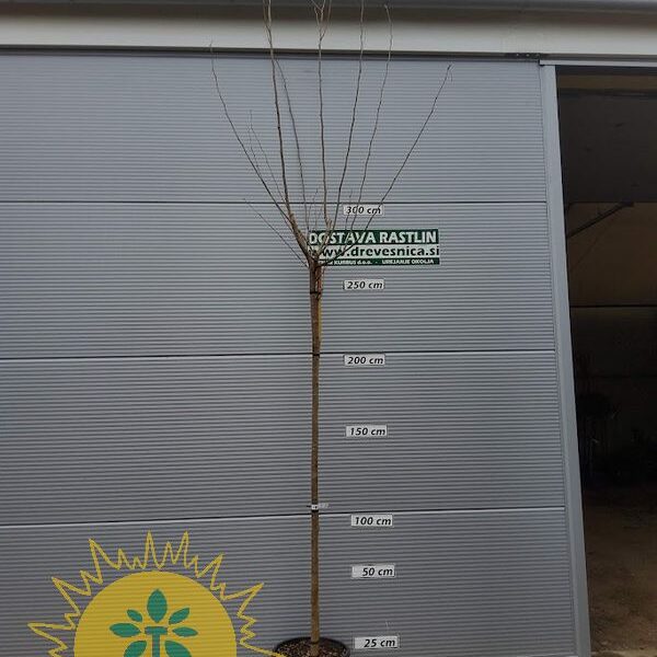 Morus alba 'Fruitless' (Bela murva brez plodov na steblu)