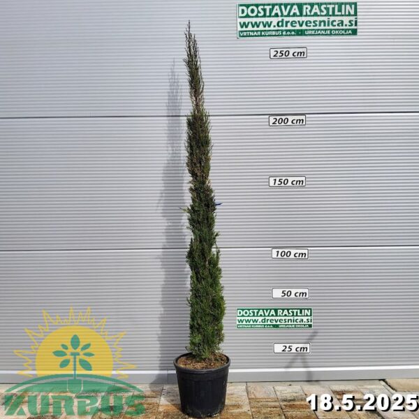 Cupressocyparis leylandii 'Pyramidalis' (Lejlandova cipresa)