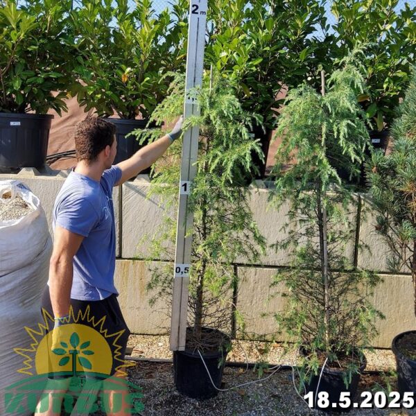 Cedrus deodara 'Aurea' (Zlata himalajska cedra)