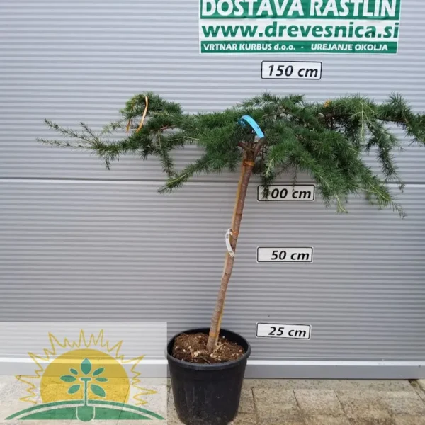 Cedrus deodara 'Pendula' (Povešava himalajska cedra)