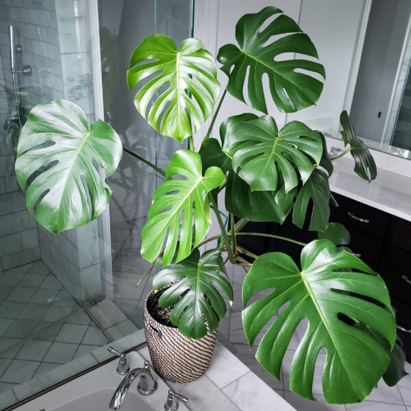 Monstera Deliciosa (Monstera)