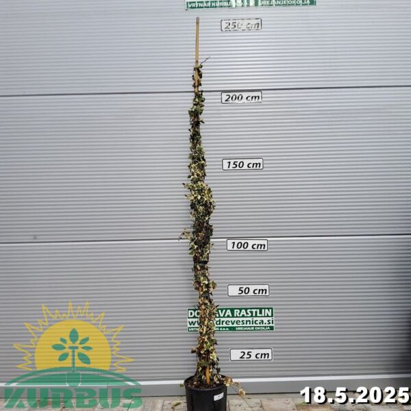 Hedera helix 'Elegantissima' (Pisanolistni bršljan)
