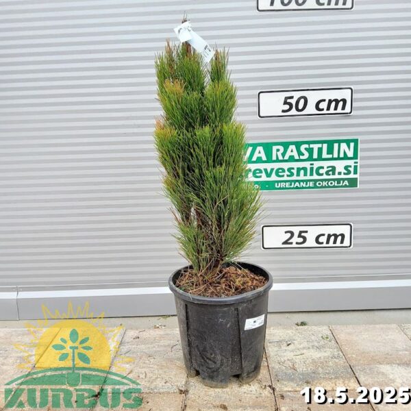 Pinus nigra 'Green Tower' (Stebrasti črni bor)