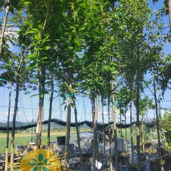 Prunus serrulata 'Amanogawa' (Stebrasta japonska češnja)