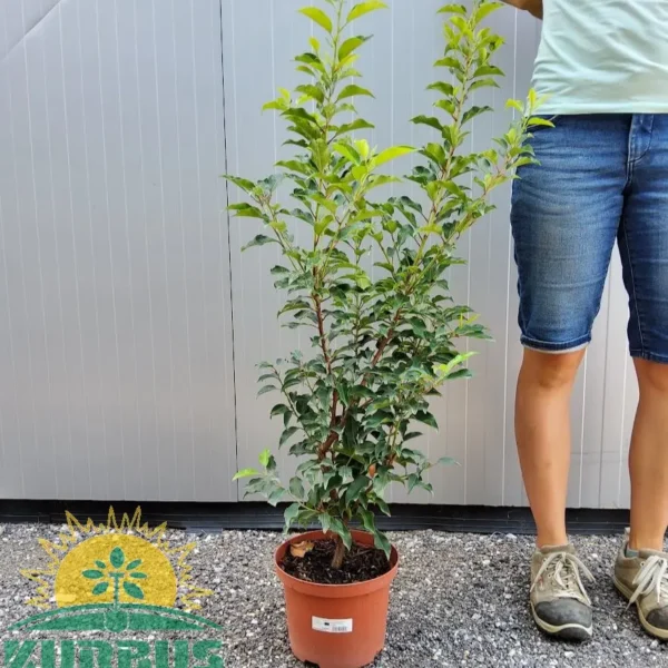 Prunus lusitanica 'Brenelia' (R))