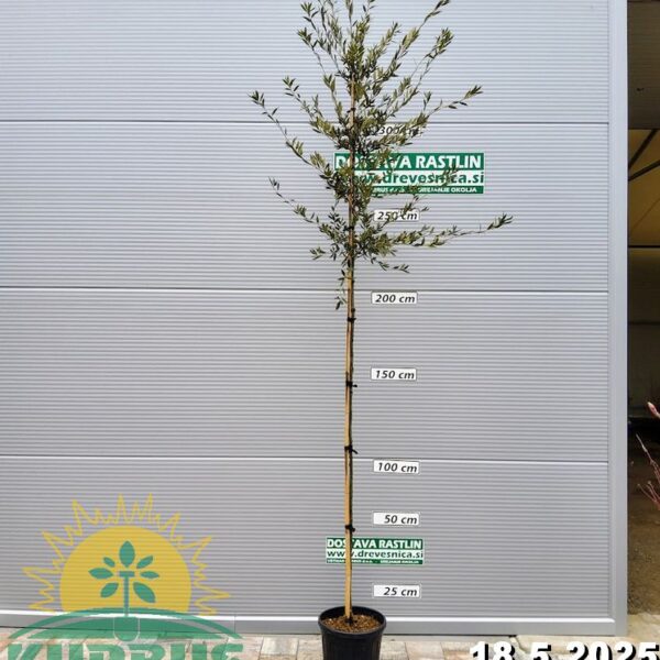 Quercus ilex (Črni hrast na steblu)