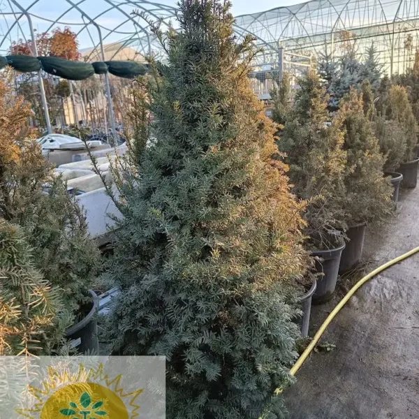 Taxus baccata (Navadna tisa)