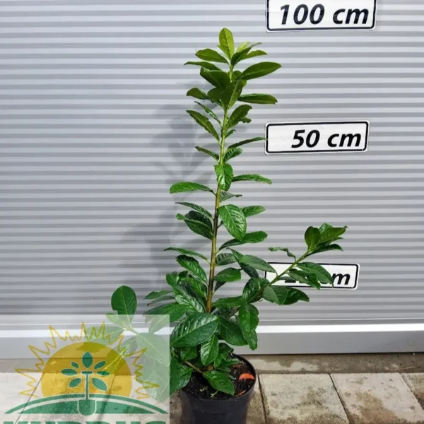 Prunus laurocerasus 'Novita' (Lovorikovec)