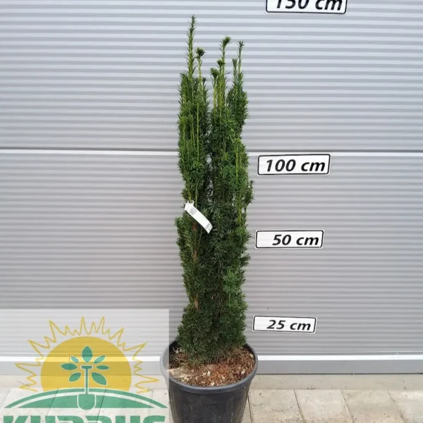 Taxus baccata 'Fastigiata Aurea' (Stebrasta tisa)