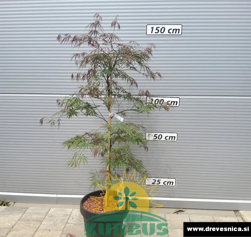 Acer palmatum 'Firecracker' (Pahljačasti rdečelistni javor)