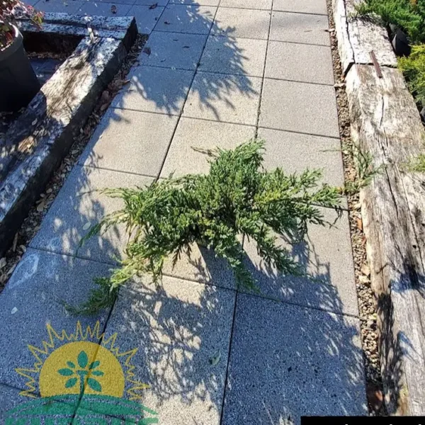 Juniperus squamata `Blue Carpet` (Pokrovni brin)