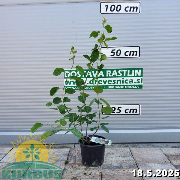 Amelanchier lamarckii (Šmarna hrušca)