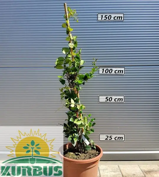 Rhyncospermum jasminoides Zimzeleni jasmin