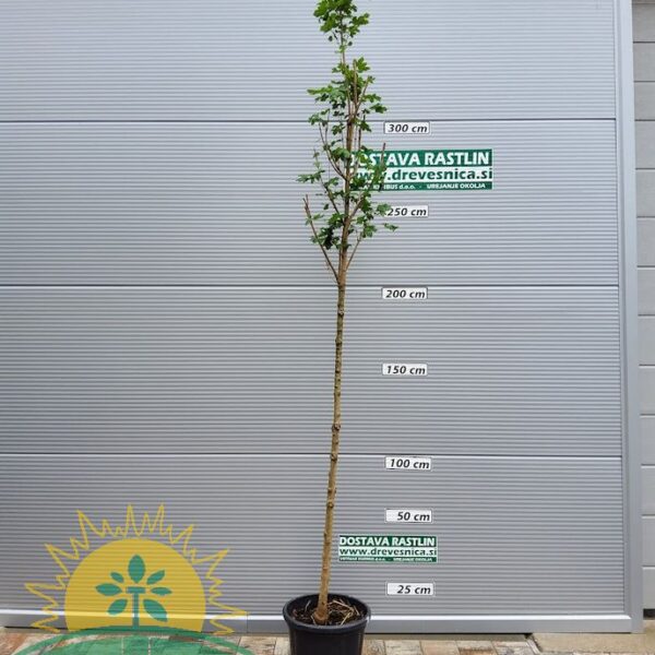 Acer campestre 'William Caldwell' (Stebrasti poljski javor, maklen)