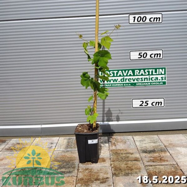 Vitis vinifera 'Marechal' (Vinska trta)