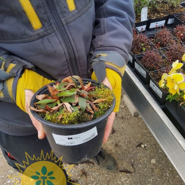 Limonium gmel. 'Dazzle Rocks' (Mrežica)