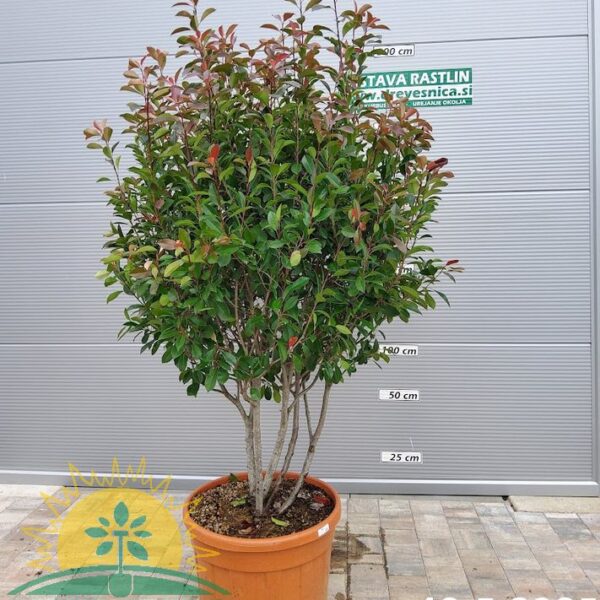 Photinia serrulata 'Red Robin' (Fotinija)