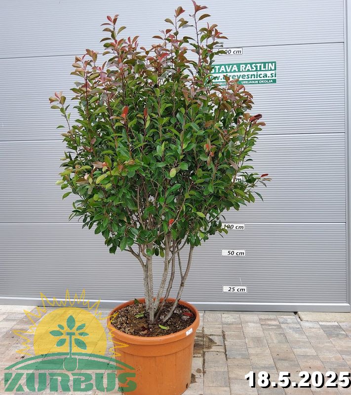 Photinia serrulata 'Red Robin' (Fotinija)