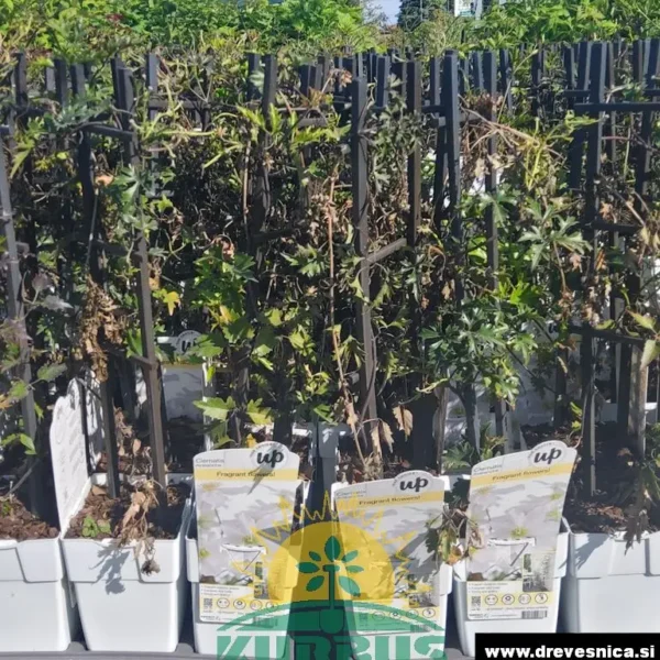 Clematis x cartmanii 'Avalanche' (Zimzeleni klematis)