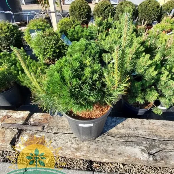 Pinus mugo 'Varella' (Rušje)