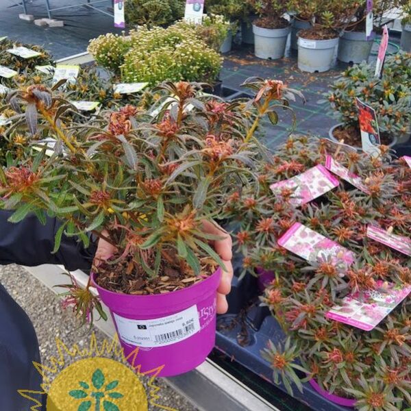 Azalea japonica 'Star Style Lila' (Azaleja roza)