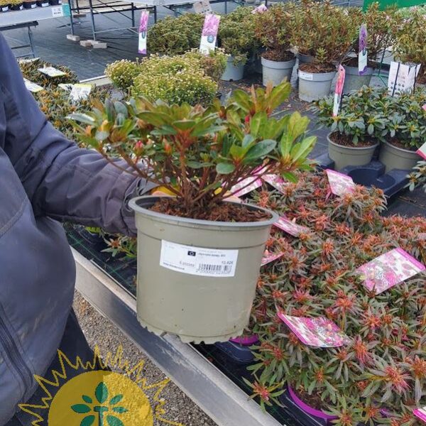 Azelea japonica - 1 kos (Japonska azalea)