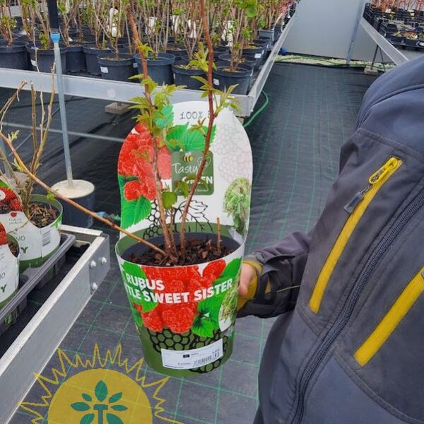 Rubus idaeus 'Little Sweet Sister' (Malina)