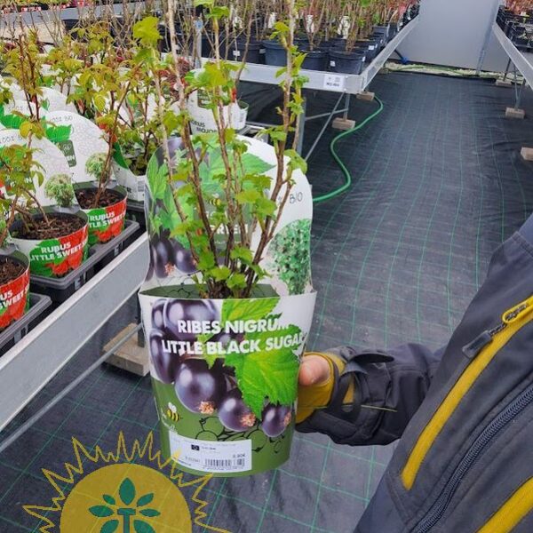 Ribes nig. 'Little Black Sugar' (Črni ribez)