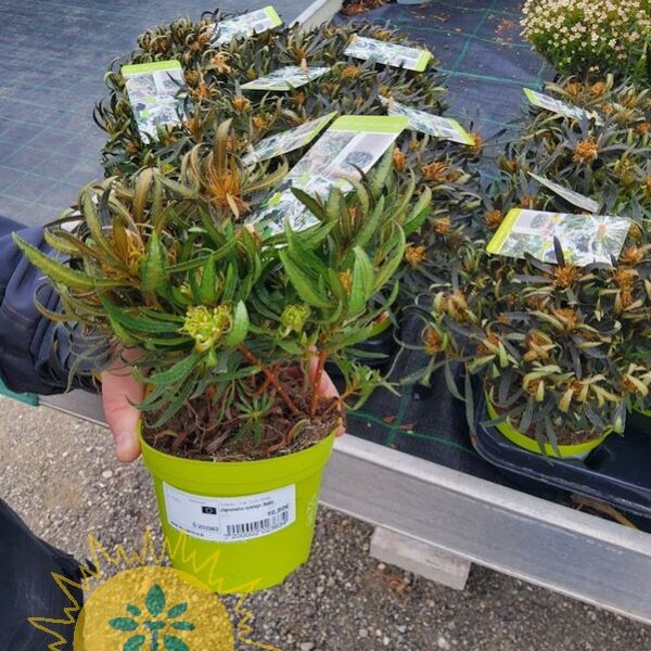 Azalea japonica 'Star Style White' (Japonska azaleja bela)