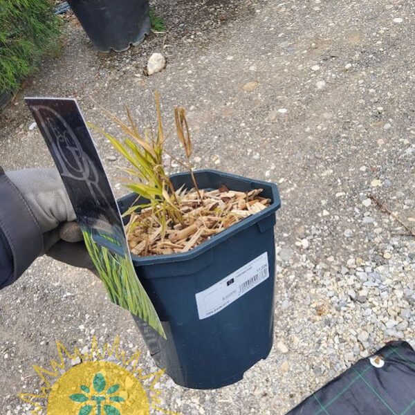 Hakonechloa macra 'Aureola' (Hakonska trava)