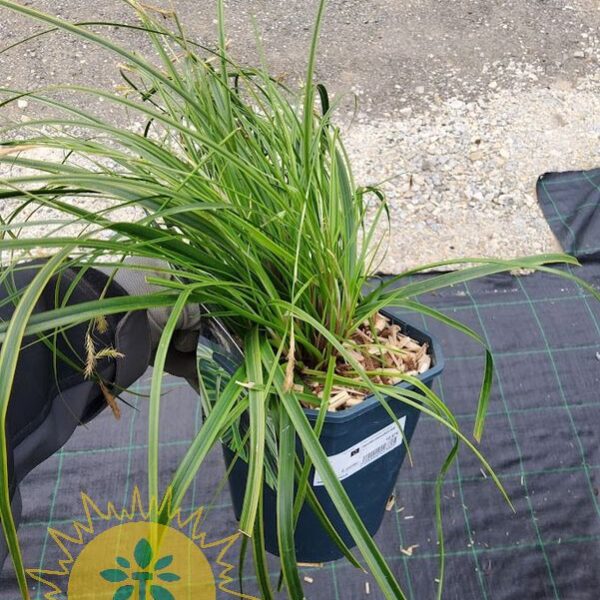 Carex  'Everimelime' (šaš)