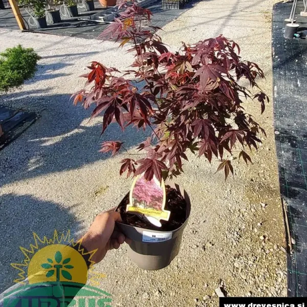 Acer palmatum 'Atropurpureum' (Rdečelistni pahljačasti javor)