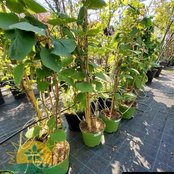 Actinidia 'DUO KIWI' (Kivi - samoplodni)