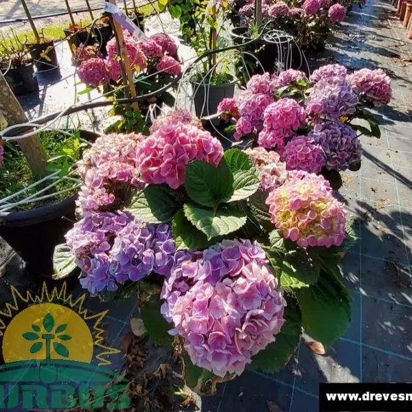 Hydrangea mac. 'Hi River' (Vrtna hortenzija)