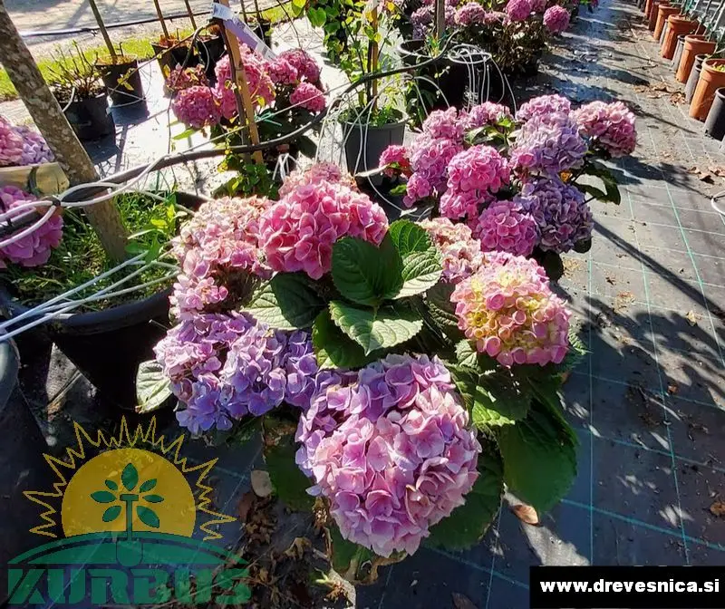 Hydrangea mac. 'Hi River' (Vrtna hortenzija)