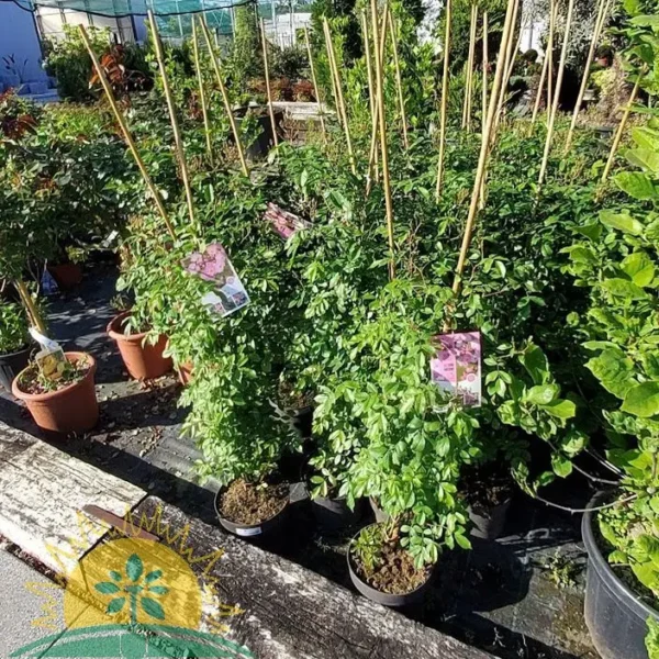 Rosa hy. 'Climber' (Plezava vrtnica)