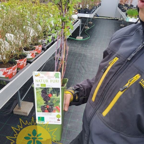 Rubus idaeus 'Black Jewel' (Malina)