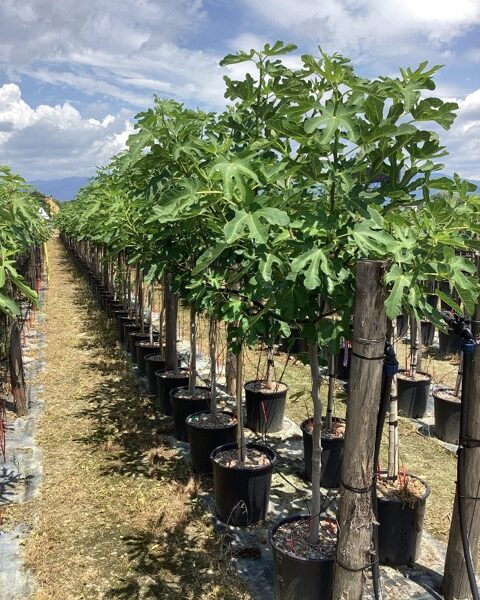 Ficus carica 'Ronde de Bordeaux' (Figa)