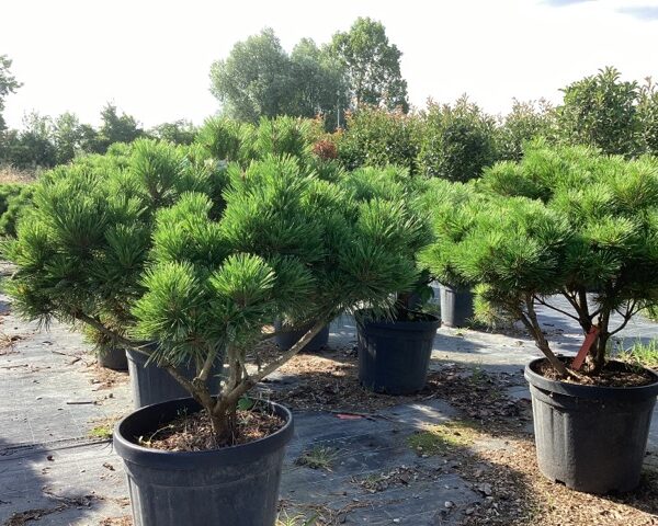 Pinus nigra 'Pierrick Bregeon (R))